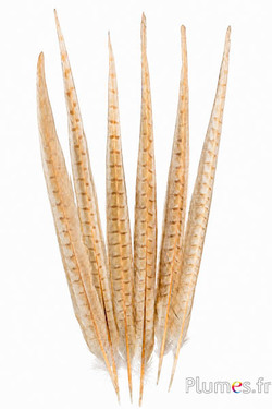 Fagiano di Colchide - sbiancata - 30-35 cm - crema-marrone